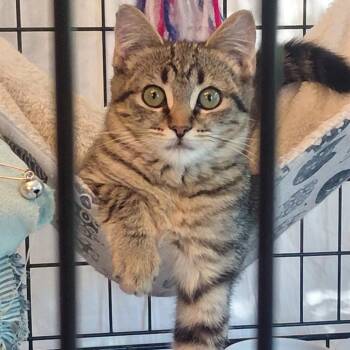 Princess Tiger Lily -  Domestic Short Hair Cat for Adoption in Grantsville, Utah - Princess Tiger Lily | PetCurious