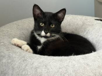 Marcel -  Tuxedo Cat for Adoption in Grand Rapids, Michigan - Marcel | PetCurious