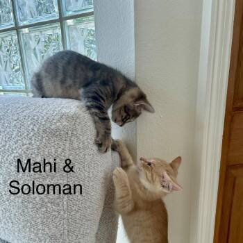 Mahi -  Domestic Short Hair Cat for Adoption in NEW PT RICHEY, Florida - Mahi | PetCurious