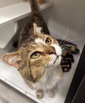 Domestic Short Hair Cats Available for Adoption in Frankfort, Kentucky - Blade (FIV+) | PetCurious