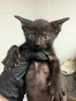 Tarantula -  Domestic Short Hair Cat for Adoption in Cincinnati, Ohio - Tarantula | PetCurious