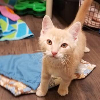 Domestic Short Hair Cats Available for Adoption in Little Falls, New York - Keebler | PetCurious