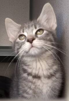 Rescue Domestic Short Hair Cats for Adoption in Waupaca, Wisconsin - Dionysus | PetCurious