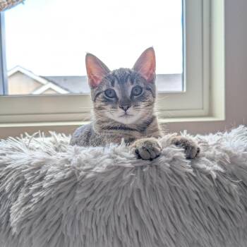 Key Lime -  Domestic Short Hair Cat for Adoption in Portland, Oregon - Key Lime | PetCurious