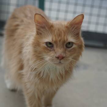 Rescue Domestic Long Hair Cats for Adoption in Lakewood, Colorado - Chester | PetCurious