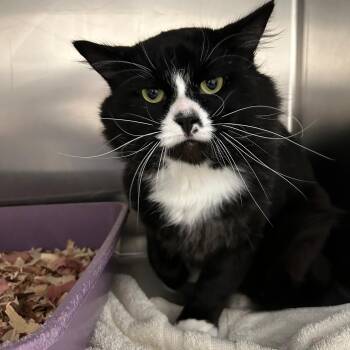 Rocky -  Domestic Medium Hair Cat for Adoption in Lindon, Utah - Rocky | PetCurious