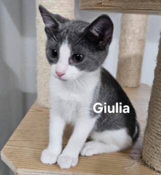 Giulia -  Domestic Short Hair Cat for Adoption in Zimmerman, Minnesota - Giulia | PetCurious