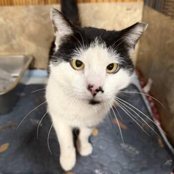 Zorro -  Domestic Short Hair Cat for Adoption in Woodbury, New Jersey - Zorro | PetCurious