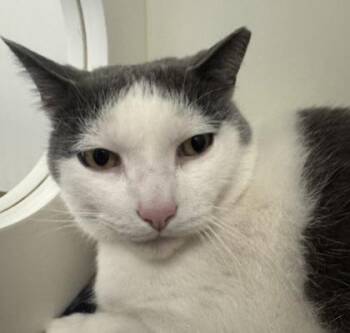 Torro -  Domestic Short Hair Cat for Adoption in Erin, Ontario - Torro | PetCurious