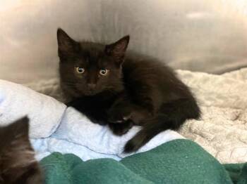 CASEY JONES -  Domestic Short Hair Cat for Adoption in Fort Wayne, Indiana - CASEY JONES | PetCurious