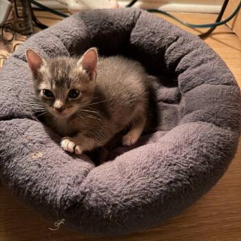 Lavagirl -  Domestic Short Hair Cat for Adoption in West Palm Beach, Florida - Lavagirl | PetCurious