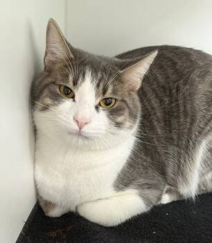 Domestic Short Hair Cats Available for Adoption in Rochester, Indiana - Stinker | PetCurious