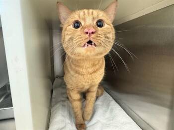 Domestic Short Hair Cats Available for Adoption in Colorado Springs, Colorado - SIHTRIC | PetCurious