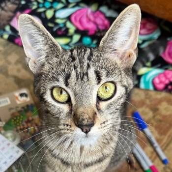 Minerva -  Domestic Short Hair and Mixed Breed Cat for Adoption in Ashtabula, Ohio - Minerva | PetCurious