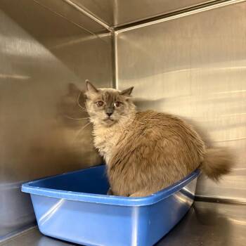 Kratos -  Domestic Long Hair Cat for Adoption in Spokane, Washington - Kratos | PetCurious
