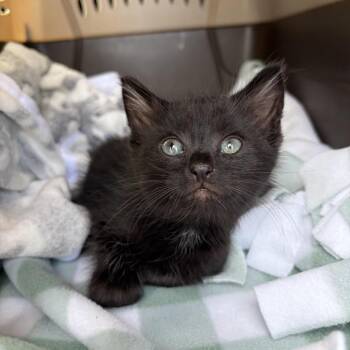 Ty -  Domestic Short Hair Cat for Adoption in Juno Beach, Florida - Ty | PetCurious