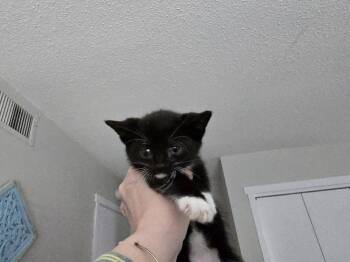 Domestic Medium Hair Cats Available for Adoption in Southbury, Connecticut - SANGRIA | PetCurious