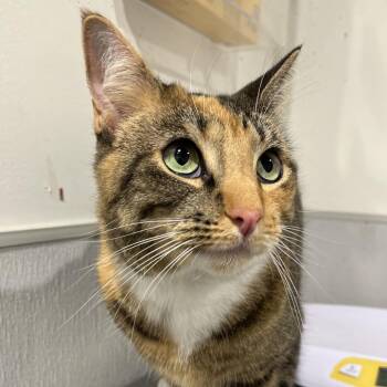 Domestic Short Hair Cats Available for Adoption in Tampa, Florida - Miro | PetCurious