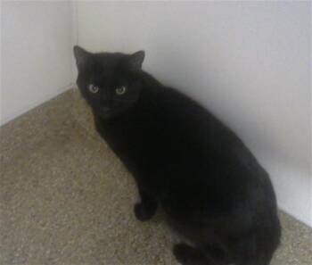 Domestic Short Hair Cats Available for Adoption in Albuquerque, New Mexico - DANIEL | PetCurious