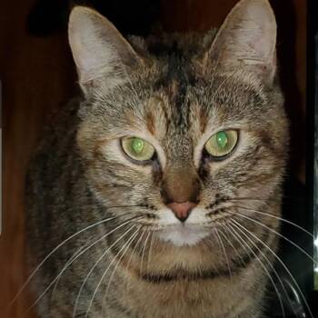 Atlas, aka Atti -  Torbie and Domestic Short Hair Cat for Adoption in Gladstone, Oregon - Atlas, Aka Atti | PetCurious