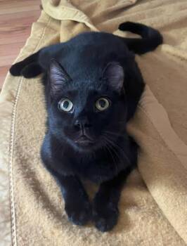 Rescue Domestic Short Hair Cats for Adoption in Wadsworth, Ohio - Levi & Strauss | PetCurious