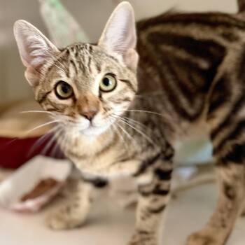 Dennis -  Domestic Short Hair Cat for Adoption in Oakland, California - Dennis | PetCurious