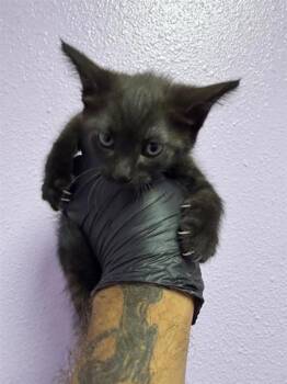 61318453 -  Domestic Medium Hair Cat for Adoption in El Paso, Texas - 61318453 | PetCurious
