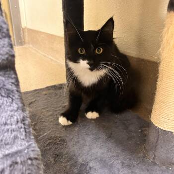 Asher -  Domestic Short Hair Cat for Adoption in Myerstown, Pennsylvania - Asher | PetCurious