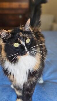 Domestic Long Hair and Tortoiseshell Cats Available for Adoption in Fort Worth, Texas - Patches (bonded To Toby) | PetCurious