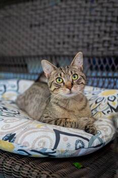 Moon Moon -  Domestic Short Hair Cat for Adoption in Morgantown, West Virginia - Moon Moon | PetCurious