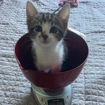 Kona -  Domestic Short Hair Cat for Adoption in Franklin, Tennessee - Kona | PetCurious
