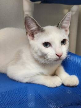 Kitten 27957 (Jessie) -  Siamese Cat for Adoption in Parlier, California - Kitten 27957 (Jessie) | PetCurious