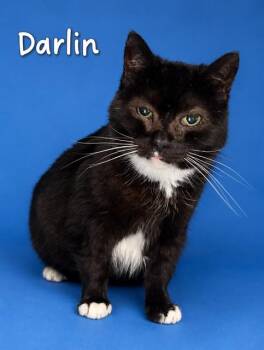 DARLIN -  Domestic Short Hair Cat for Adoption in Westminster, Maryland - DARLIN | PetCurious