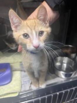 Zap -  Domestic Short Hair Cat for Adoption in Daytona Beach, Florida - Zap | PetCurious