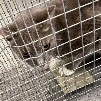 Tarragon -  Domestic Short Hair Cat for Adoption in Montgomery, Alabama - Tarragon | PetCurious