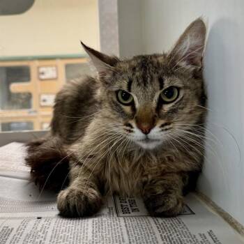 Domestic Short Hair Cats Available for Adoption in Riverside, California - TIGRE | PetCurious