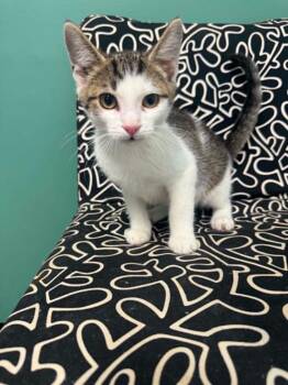 Kain -  Domestic Short Hair Cat for Adoption in Marion, Ohio - Kain | PetCurious