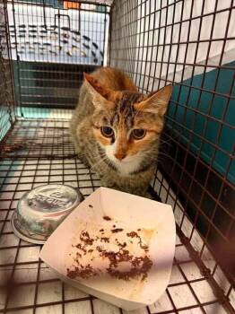 Baja Blast -  Domestic Short Hair Cat for Adoption in Republic, Missouri - Baja Blast | PetCurious