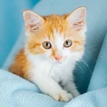 Blossom -  Domestic Medium Hair Cat for Adoption in Minneapolis, Minnesota - Blossom | PetCurious