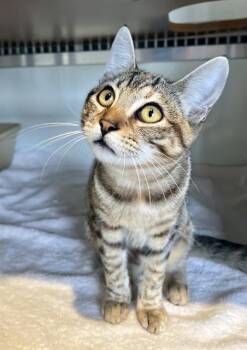 Rescue Domestic Short Hair Cats for Adoption in San Francisco, California - CORA | PetCurious