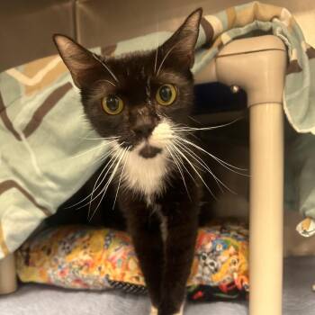 Valerie -  Domestic Short Hair Cat for Adoption in West Palm Beach, Florida - Valerie | PetCurious