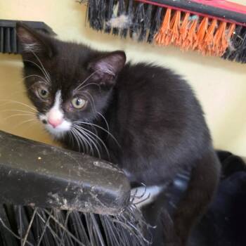 Sarah -  Domestic Short Hair Cat for Adoption in Melrose, Florida - Sarah | PetCurious