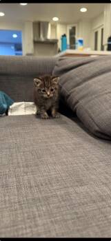 Rescue American Shorthair Cats for Adoption in Huntington Beach, California - McFlurry | PetCurious