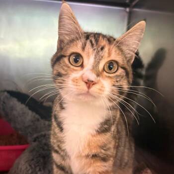 Domestic Long Hair Cats Available for Adoption in Chehalis, Washington - Skittles | PetCurious