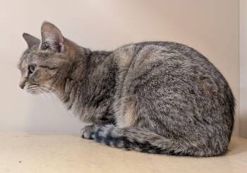 Domestic Short Hair Cats Available for Adoption - Blondie | PetCurious