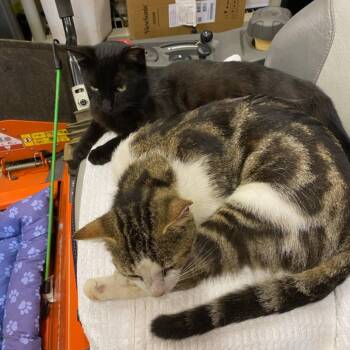 Rescue Domestic Short Hair Cats for Adoption in Vine Grove, Kentucky - Buddy And LillyAnn (Bonded Pair) | PetCurious
