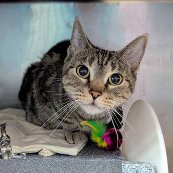 Rescue Domestic Short Hair Cats for Adoption in New York, New York - Lucrezia | PetCurious