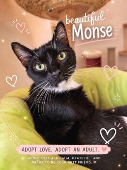Monse -  Tuxedo Cat for Adoption in Miami Beach, Florida - Monse | PetCurious