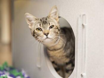 Domestic Short Hair Cats Available for Adoption in Phoenix, Arizona - ROCKY | PetCurious