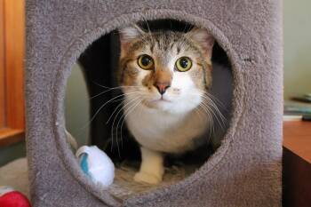 Beaver -  Domestic Short Hair Cat Available for Adoption in Mccall, Idaho - Beaver | PetCurious